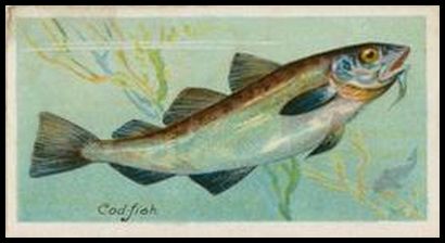 03PFW Cod fish.jpg